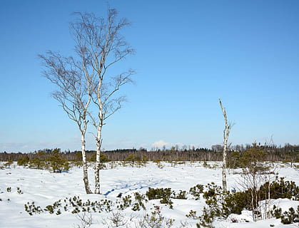 inverno, la neve, albero, individualmente, betulla, freddo, paesaggio, invernale, heide, natura, nevoso, temperatura fredda, pianta, bellezza nella natura, cielo, scenics - natura, la tranquillità, scena tranquilla, cielo sereno, scena non urbana, albero nudo, giorno, Colore bianco, terra, blu, ambiente, nessuno, all'aperto, montagna innevata, 4K, CC0, dominio pubblico, privo di copyright