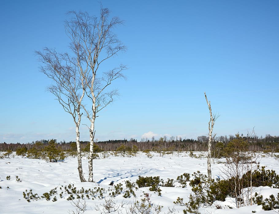 inverno, la neve, albero, individualmente, betulla, freddo, paesaggio, invernale, heide, natura, nevoso, temperatura fredda, pianta, bellezza nella natura, cielo, scenics - natura, la tranquillità, scena tranquilla, cielo sereno, scena non urbana, albero nudo, giorno, Colore bianco, terra, blu, ambiente, nessuno, all'aperto, montagna innevata, 4K