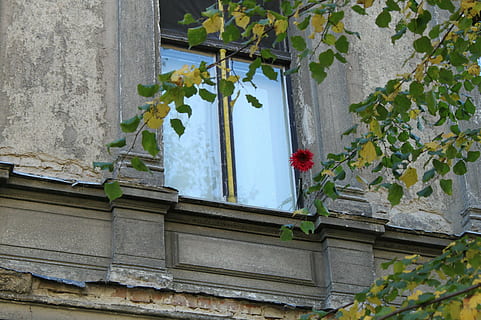 verde, leafed, albero, finestra, vecchia finestra, facciata, costruzione, architettura, vecchio, casa in rovina, atmosfera, selvaggio, decadimento, cadente, decaduto, vecchia casa, natura morta, davanzale, fiore, vaso di fiori, albero deciduo, ancora, Berlino, prenzlauer berg, friabile, opere murarie, rottura, ferita, rotto, corri giù, hauswand, pianta, foglia, parte vegetale, struttura costruita, crescita, nessuno, esterno dell'edificio, natura, giorno, caratteristica della parete, pianta fiorita, all'aperto, colore verde, Casa, Inquadratura dal basso, frutta, 4K, CC0, dominio pubblico, privo di copyright