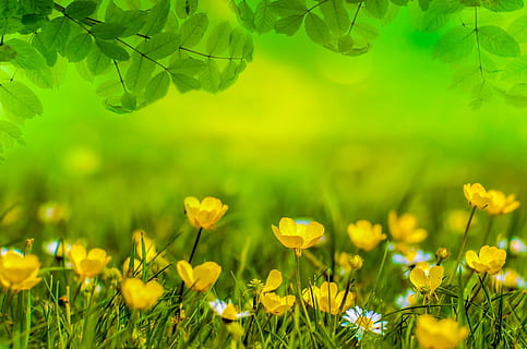 gelbes Blumenfeld, Frühling, Hintergrund, Blume, Feld, Wiese, Ostern, Grün, Gras, Gartenarbeit, Garten, abstrakt, Fokus, Design, bunt, Tapete, Unschärfe, weich, Laub, natürlich, Park, Rasen, Tag, Konzept, Blatt, hell, sonnig, Sommer-, Licht, Sonne, Kräuter, Gänseblümchen, Pflanze, blühende Pflanze, Gelb, Frische, grüne Farbe, Schönheit in der Natur, Land, Wachstum, Natur, selektiver Fokus, Zerbrechlichkeit, Verletzlichkeit, keine Leute, Nahansicht, Blütenkopf, draußen, Blumenbeet, 1080P, CC0, gemeinfrei, lizenzfrei