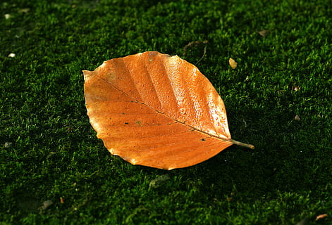 lapai, bukas, ruduo, raudona, oranžinė, rosa, lašai, šlapias, samanos, miškas, parkas, spalvos, pobūdį, lapija, auksas, augalų dalis, augalų, oranžinė spalva, nėra žmonių, dieną, Iš arti, žemės, aukšto kampo vaizdas, pakeisti, augimą, grožis gamtoje, žalia spalva, lauke, žolė, sausas, lapų veną, natūrali būklė, drugelis - vabzdys, 4K, CC0, Viešasis domenas, nemokamai