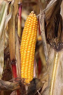 giallo, Aperto, gestito, Mais, verdura, pannocchia, mais dolce, mais - coltura, cibo e bevande, cibo, giorno, avvicinamento, concentrarsi sulle conoscenze acquisite, nessuno, natura, all'aperto, pianta, raccolto, agricoltura, benessere, legno - materiale, mangiare sano, 5K, CC0, dominio pubblico, privo di copyright
