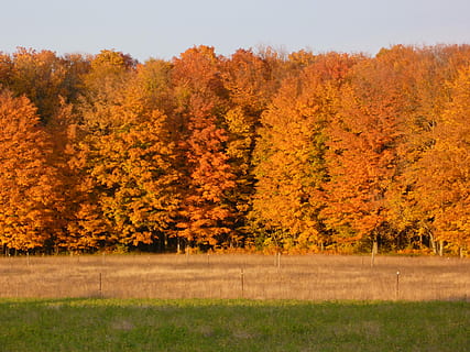 Fall, Leaves, Trees, Orange, Nature, maple, leaf, autumn, tree, agriculture, grass, landscape, field, plant, change, beauty in nature, land, no people, tranquility, growth, day, scenics - nature, orange color, tranquil scene, forest, yellow, non-urban scene, outdoors, natural condition, autumn collection, 4K, CC0, public domain, royalty free