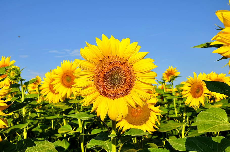 gira-sols, verd, fulles, gira-sol, flor groga, estiu, plantes, flor, groc, planta amb flors, planta, frescor, cap de flor, creixement, bellesa a la natura, fragilitat, pètal, inflorescència, naturalesa, cel, vulnerabilitat, part de la planta, full, primer pla, agricultura, camp, cap gent, primavera, a l'aire lliure, pol·len, 4K