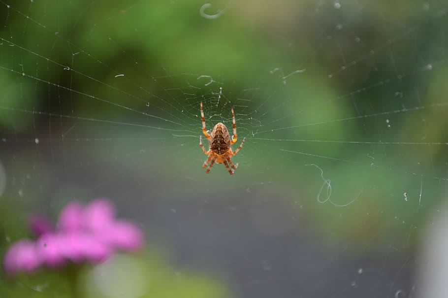 zahradní pavouk, točit, web, pavučina, hadr, pavouci webu, zvíře, pavoučí síť, bezobratlý, křehkost, zvířat, zvířata ve volné přírodě, hmyz, pavoukovec, pavouk, jednoho zvířete, detail, členovců, zranitelnost, zaměřit se na popředí, Příroda, den, nikdo, selektivní zaměření, venku, zvířecí noha, 5K