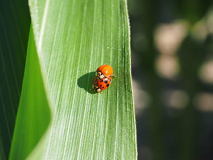 mariehøne, parring, bille, majs, blad, majsblad, detalje, bladårer, grøn, makro, tæt, Coccinellidae, natur, insekt, plante, grøn farve, tæt på, rød, græs, sommer, fik øje på, miljø, dyr, skønhed i naturen, lille, dyr i naturen, dyre temaer, et dyr, dag, hvirvelløse, dyreliv, plante del, fokus på forgrunden, ingen mennesker, udendørs, vækst, 4K, CC0, offentligt domæne, royaltyfrie