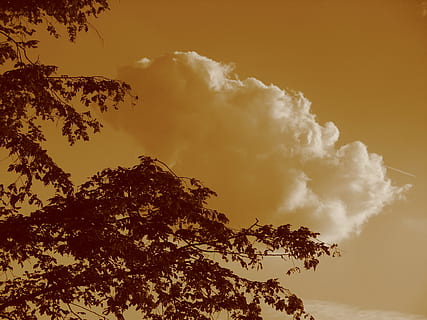 Wolke, Himmel, Wolken bilden sich, Wolken, abendstimmung, Abendhimmel, Nachglühen, Sepia, romantisch, Dämmerung, Natur, Baum, Sonnenuntergang, draußen, Pflanze, Schönheit in der Natur, Szenen - Natur, Ruhe, wolke - himmel, keine Leute, ruhige Szene, Flachwinkelansicht, Silhouette, orange Farbe, idyllisch, Nicht-städtische Szene, Wachstum, Berg, Ast, 2K, CC0, gemeinfrei, lizenzfrei