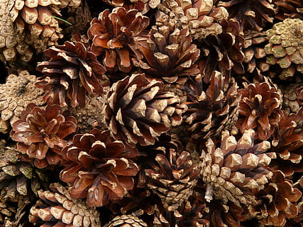maro, con de pin con, conuri de pin, pin, lemn, copac, macro, închide, cadru complet, a închide, fundaluri, nici o persoana, natură, abundenţă, model, uscat, zi, grup mare de obiecte, plantă, prospeţime, con de brad, frumusețe în natură, creştere, mancare si bautura, fragilitate, vulnerabilitate, alimente, cap de floare, frunze, 2K, CC0, domeniu public, fără drepturi de autor