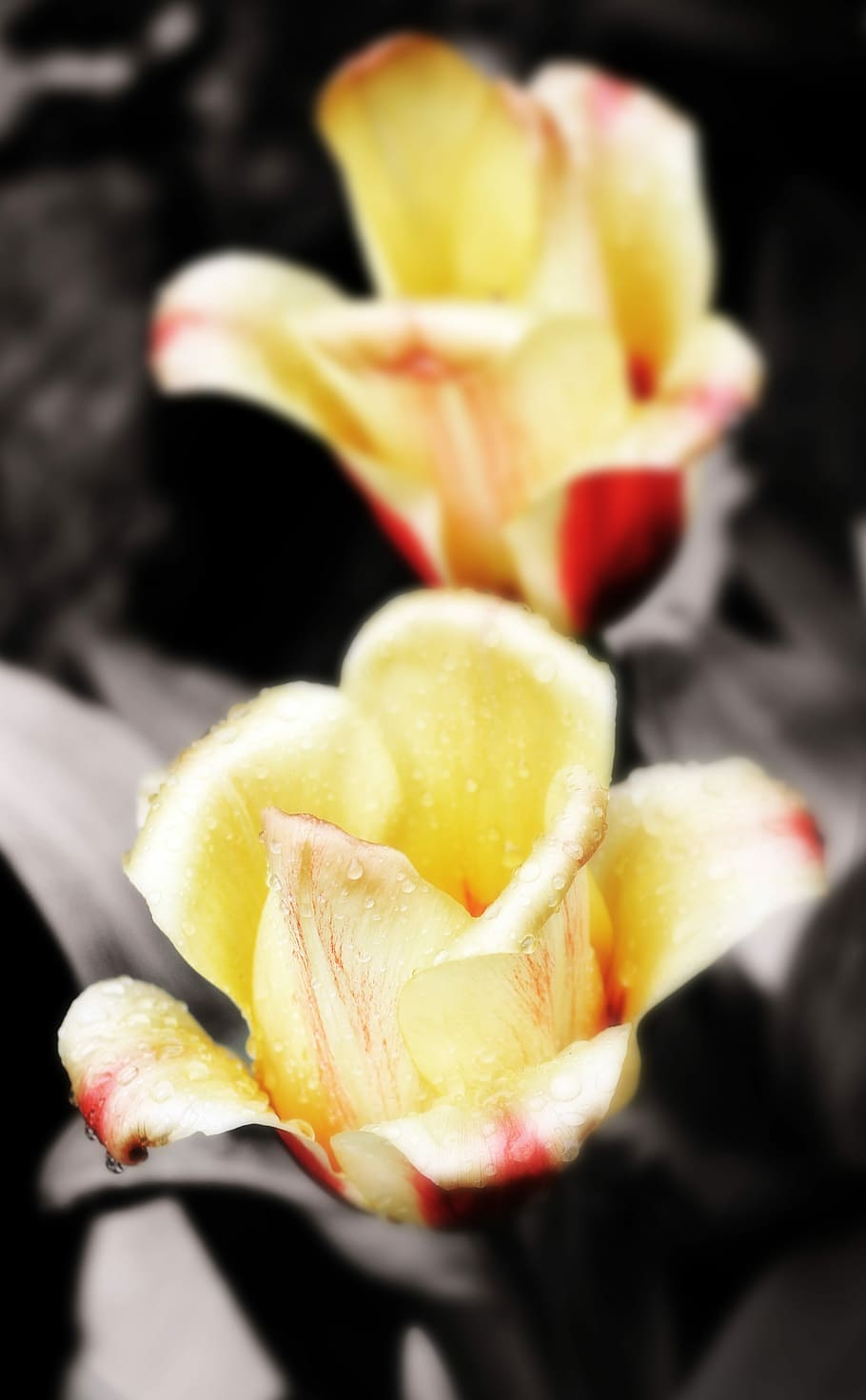 Frühling, Blume, Rose, Regen, Grün, Natur, Essen und Trinken, Obst, Lebensmittel, Nahansicht, keine Leute, Frische, Gelb, gesundes Essen, drinnen, Scheibe, fertig für den Verzehr, selektiver Fokus, Stillleben, Wohlbefinden, Fokus auf den Vordergrund, Genuss, Teller, Sternfrucht, schwarzer Hintergrund, Snack, Versuchung, 4K