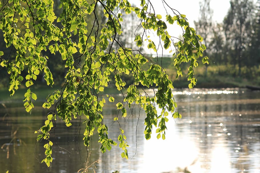 bedoll, arbre, bosc, naturalesa, fusta, primavera, estiu, verd, full, llac, planta, aigua, creixement, color verd, centrar-se en primer pla, reflexió, part de la planta, bellesa a la natura, cap gent, dia, tranquil·litat, a l'aire lliure, branca, llum solar, 5K