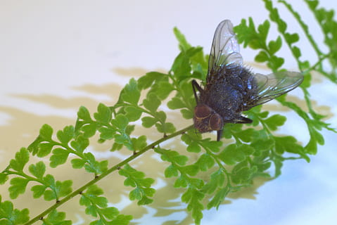 mucha, insecto, de cerca, macro, naturaleza, verde, planta, alas, enfocar, italiano, animal, peludo, asqueroso, temas de animales, invertebrado, fauna animal, un animal, animales en la naturaleza, parte de la planta, hoja, color verde, nadie, ala animal, belleza en la naturaleza, día, enfoque selectivo, al aire libre, crecimiento, mariposa - insecto, 5K, CC0, dominio público, libre de derechos