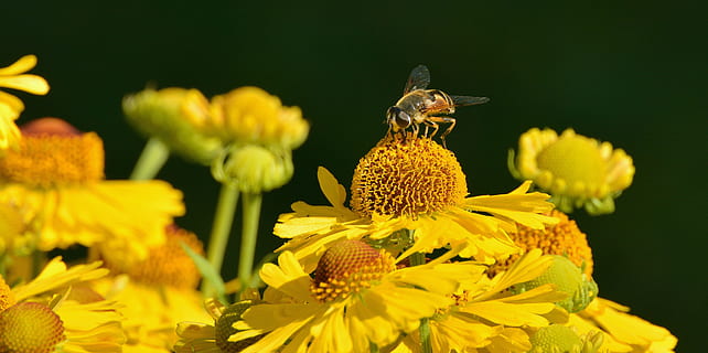 jaune, abeille, fleur pétale, flore, fleurs, le syrphe, insecte, pétales, pollinisation, fleur, plante à fleurs, beauté dans la nature, fraîcheur, plante, tête de fleur, fragilité, pétale, invertébré, fermer, animal, la faune des animaux, vulnérabilité, thèmes animaux, inflorescence, la nature, croissance, se concentrer sur le premier plan, personne, pollen, en plein air, grossissement, douceur, 4K, CC0, domaine public, libre de droits