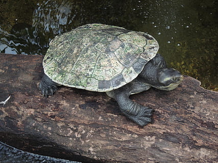 penyu, binatang, australia, reptil, tema binatang, hewan, satwa liar hewan, binatang di alam liar, bertulang belakang, satu binatang, kulit binatang, kulit, alam, batu, batu - benda, tidak ada orang, padat, hari, tampilan sudut tinggi, air, di luar rumah, kulit kura-kura, amfibi, laut, 1080P, CC0, domain publik, bebas royalti