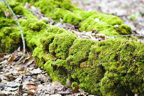Baum, Borke, Moos, Natur, Wald, Holz, Grün, brennen, alt, sonnig, Sommer-, Frühling, Gras, Tag, Pflanze, Jahreszeit, Feld, Wiese, Landschaft, natürlich, Park, frisch, Umgebung, draussen, Land, Wachstum, Design, hell, Szene, grüne Farbe, keine Leute, Fokus auf den Vordergrund, Nahansicht, Schönheit in der Natur, Abdeckung, solide, Rock, Gemüse, Rock - Objekt, draußen, Lebensmittel, selektiver Fokus, Essen und Trinken, Flechte, 5K, CC0, gemeinfrei, lizenzfrei