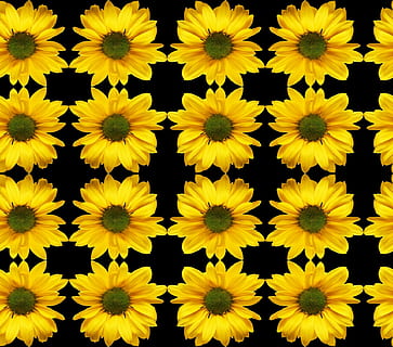 astronira, sømløs, mønstrede, computer, symmetri, digital, billede, kunst, ornament, Patten, baggrund, plante, harmoni, elegance, kalejdoskop, solsikke, blomst, gul, fuld ramme, baggrunde, tæt på, blomstrende plante, ingen mennesker, mønster, gentagelse, arrangement, side om side, i en række, friskhed, skrøbelighed, blomsterhoved, sårbarhed, indendørs, sort baggrund, kronblad, 1080P, CC0, offentligt domæne, royaltyfrie