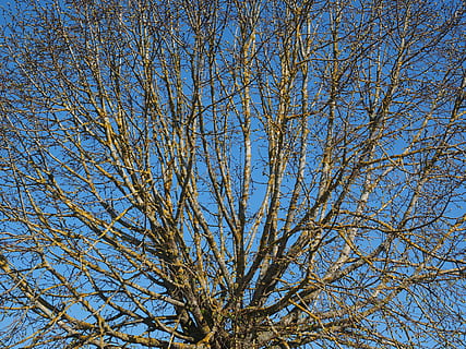 tre, kahl, vår, alm, estetisk, globose, spire, krone, natur, blå, gren, himmel, utendørs, skog, årstid, bakgrunn, blad, lav vinkel visning, anlegg, bare tre, skjønnhet i naturen, dag, ingen folk, ro, klar himmel, full ramme, vekst, naturskjønnhet - natur, sollys, trebaldakin, 4K, CC0, offentlig domene, opphavsrett gratis