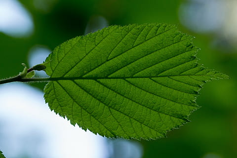 Blatt, Hasel, Haselblatt, Blattadern, Blattstruktur, Struktur, Grün, Baum, Pflanzenteil, Pflanze, grüne Farbe, Nahansicht, Natur, Fokus auf den Vordergrund, Schönheit in der Natur, Blattvene, Wachstum, keine Leute, Tag, selektiver Fokus, Frische, draußen, Essen und Trinken, natürliches Muster, Botanik, Lebensmittel, 4K, CC0, gemeinfrei, lizenzfrei