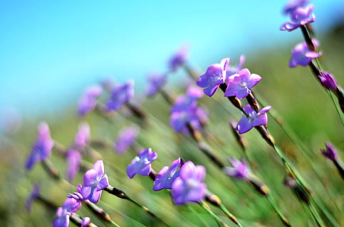 fiore, primavera, doga, macro, viola, natura, crescita, pianta, bellezza nella natura, pianta fiorita, vulnerabilità, fragilità, freschezza, petalo, avvicinamento, messa a fuoco selettiva, lavanda, nessuno, concentrarsi sulle conoscenze acquisite, testa di fiore, giorno, infiorescenza, stelo vegetale, 4K, CC0, dominio pubblico, privo di copyright