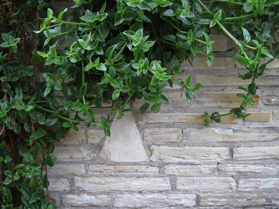 cihlová zeď, Pozadí, cihlový, zeď, cihlová zeď pozadí, letitý, starý, špinavý, textura, grunge, zdivo, zvětralý, vnější, rostlin, listy, růst, zelené zdi, hrubý, vinobraní, plantážník, Dějiny, zelená barva, nikdo, rostlina, Příroda, list, rostlinné části, architektura, den, schodiště, stavba, břečťan, venku, nástěnný prvek, krása v přírodě, liána rostlina, schodiště a schodiště, kamenná zeď, 4K