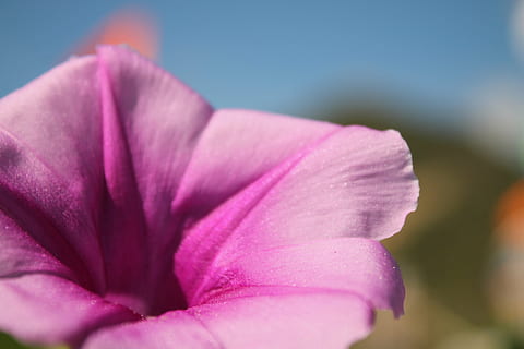 flower, nature, spring, flowers, flora, plant, close-up, petal, beauty In Nature, macro, pink Color, flower Head, single Flower, flowering plant, freshness, fragility, vulnerability, growth, inflorescence, rose, focus on foreground, no people, rose - flower, springtime, outdoors, softness, purple, 4K, CC0, public domain, royalty free