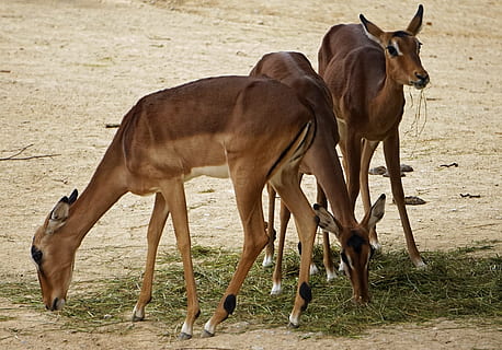 impala, zoo, paquete, temas de animales, animal, mamífero, grupo de animales, fauna animal, animales domesticos, vertebrado, animales en la naturaleza, tierra, nadie, dos animales, en pie, campo, herbívoro, animal joven, día, naturaleza, marrón, longitud total, antílope, al aire libre, familia de animales, 2K, CC0, dominio público, libre de derechos
