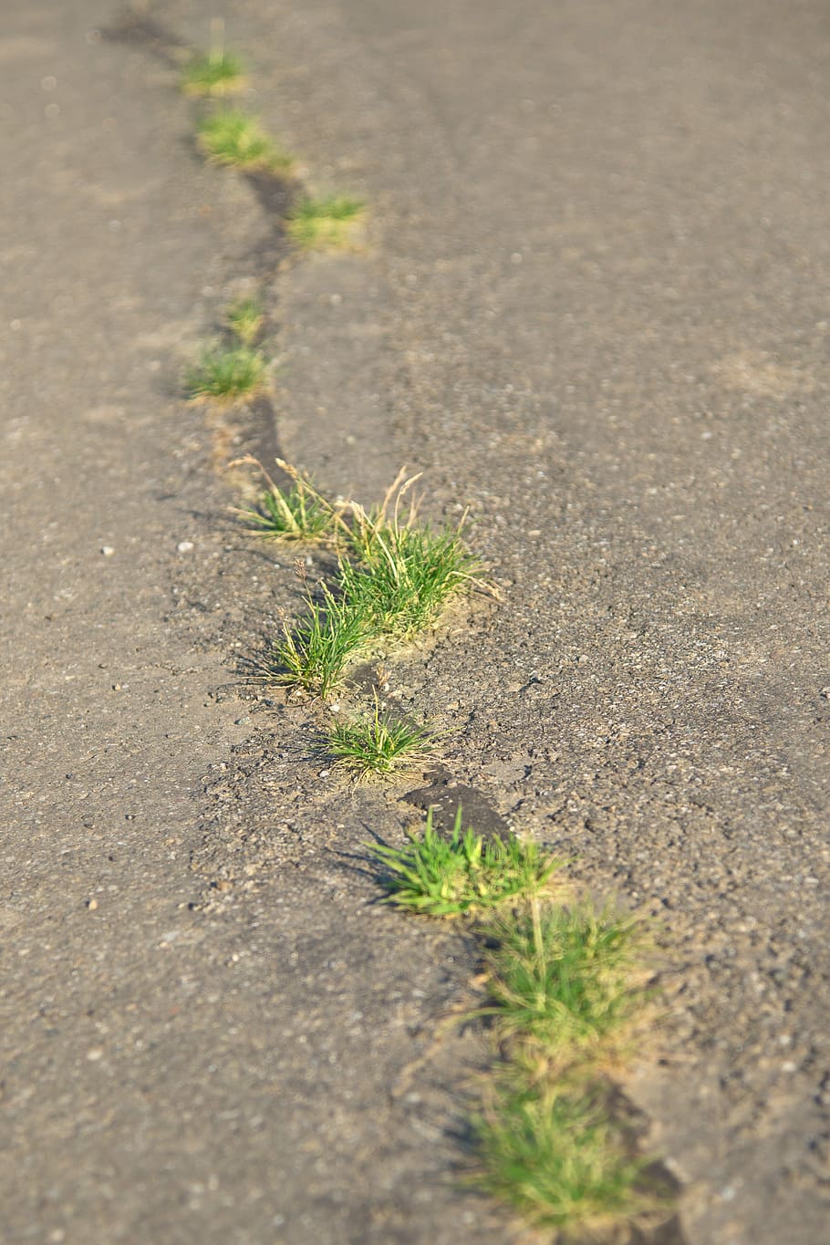 carretera, estat, defecte, forat, herba, crack, créixer, resistència, força, naturalesa, asfalt, a l'aire lliure, carrer, planta, cap gent, dia, creixement, transport, color verd, direcció, el camí a seguir, llum solar, enfocament selectiu, vista d’angle alt, sendera, ciutat, primer pla, nivell superficial, llarg, 4K