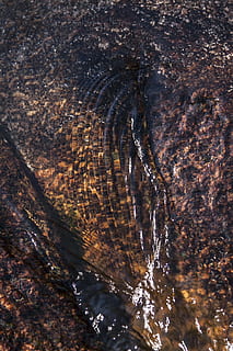Textur, Wasser, getragen, Natur, Hintergründe, abstrakt, keine Leute, Nahansicht, Baum, Vollbild, texturiert, draußen, Tag, Muster, Kofferraum, Baumstamm, Ufergegend, Holz - Material, ein Tier, Pflanze, Tier, Rau, Borke, 2K, CC0, gemeinfrei, lizenzfrei