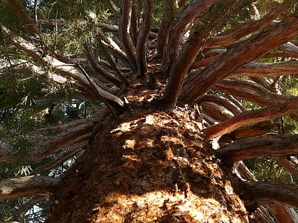 Sequoia, stamme, bark, stor, magtfulde, æstetisk, opad, op, nåletræ, træ, knudrede, træstamme, bagagerum, plante, vækst, lav vinkel visning, afdeling, ingen mennesker, ro, natur, jord, dag, Skov, skønhed i naturen, udendørs, Brun, tekstureret, sollys, fuld ramme, direkte under, træ baldakin, 2K, CC0, offentligt domæne, royaltyfrie