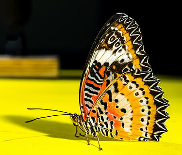 macro photography, yellow, orange, white, black, butterfly, insect, animal themes, invertebrate, animal, animal wildlife, animal wing, butterfly - insect, one animal, animals in the wild, close-up, beauty in nature, animal body part, no people, flower, animal markings, nature, focus on foreground, fragility, vulnerability, 4K, CC0, public domain, royalty free