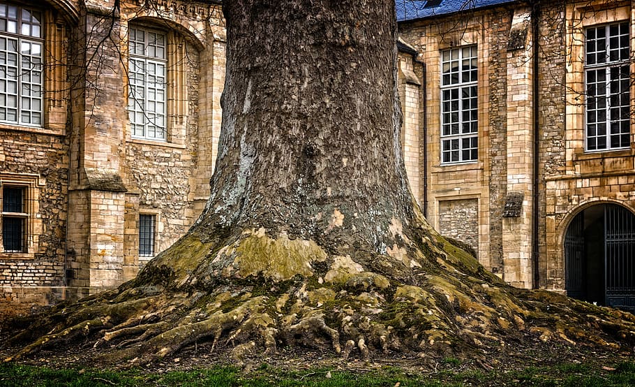 tronc de l'arbre, edifici de maó, arbre, tribu, registre, escorça d'arbre, tija més gruixuda, arrel, fusta, escorça, naturalesa, espés, vell, potent, pati, descans, força, arquitectura, estructura construïda, exterior de l'edifici, finestra, edifici, història, el passat, cap gent, planta, dia, tronc, vista d’angle baix, abandonat, a l'aire lliure, resistent, llum solar, 5K
