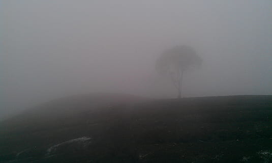 Baum, umgeben, Nebel, Dunst, Wolken, Hügel, Berge, Nachtszene, Silhouette, Umgebung, Natur, Schönheit in der Natur, echte Menschen, eine Person, Ruhe, Landschaft, Land, nicht erkennbare Person, Himmel, Pflanze, Szenen - Natur, kopieren sie platz, Lebensstile, draußen, dunstig, 2K, CC0, gemeinfrei, lizenzfrei