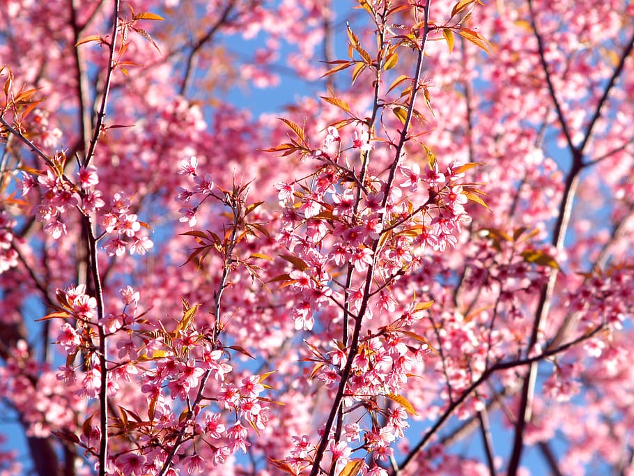 paisatge, naturalesa, romàntic, flors, fons, bonic, florir, florint, flor, branca, brillant, flor de cirerer, primer pla, color, colorit, delicada, jardí, creixement, a l'aire lliure, parc, rosa, flors de color rosa, sakura, escena, temporada, serè, primavera, arbre, planta, color rosa, bellesa a la natura, fragilitat, frescor, vulnerabilitat, vista d’angle baix, planta amb flors, cap gent, dia, cirerer, cap de flor, flor de pruna, 2K