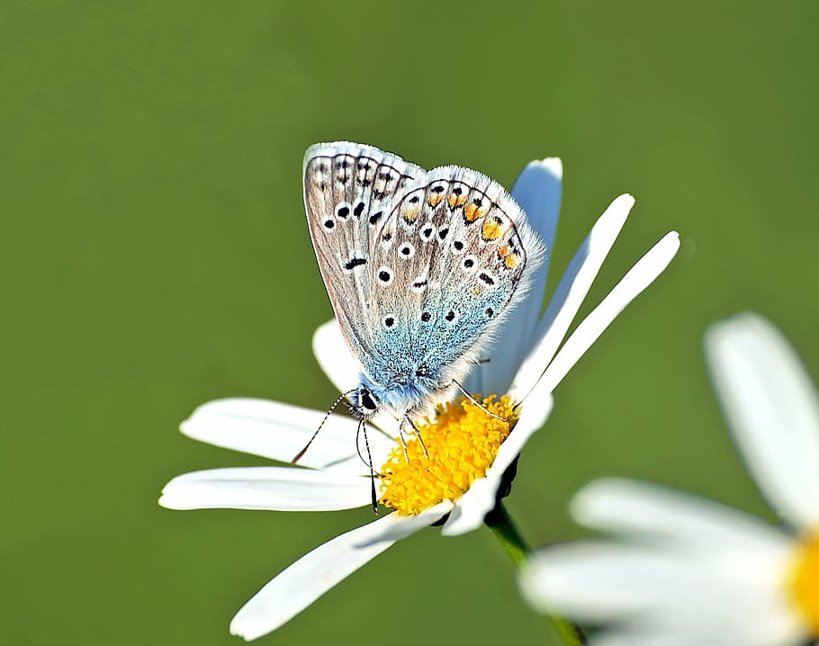 avvicinamento, fotografia, underwing, Comune, blu, farfalla, arroccato, Margherita, insetto, natura, vivere, farfalla - insetto, estate, animale, bellezza nella natura, ala animale, macro, fiore, multicolore, giallo, colore verde, invertebrato, pianta fiorita, fauna selvatica, temi animali, pianta, fragilità, vulnerabilità, freschezza, un animale, animali allo stato selvatico, parte del corpo animale, petalo, nessuno, luminosa, testa di fiore, all'aperto, sfondo verde, luce, impollinazione, 1080P