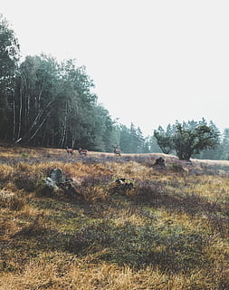 Trei, maro, căprioare, mâncare, ierburi, copaci, verde, leafed, timpul zilei, căprioară maro, câmp deschis, cosiță, copac, cerb, camp, pădure, iarbă, natură, rural, în aer liber, peisaj, fermă, agricultură, scenă non-urbană, nici o persoana, zi, scenics, plantă, teren, cer, cer senin, creştere, mediu inconjurator, liniște, o scenă liniștită, frumusețe în natură, scenice - natura, animale tematice, 2K, CC0, domeniu public, fără drepturi de autor
