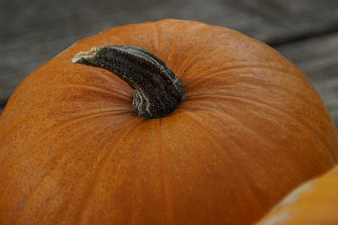 dovleac, portocale, dovleci, luminos, toamnă, toamna decor, sezonier, decorativ, decor, mulțumire, Halloween, Halloween kuerbis, dovada de dovleac, stil, mancare si bautura, culoare portocalie, alimente, mâncat sănătos, nici o persoana, bunăstare, prospeţime, a închide, vegetal, natură moartă, mancare cruda, în interior, un singur obiect, zi, lemn - material, să se concentreze asupra primelor elemente, squash - legume, fruct, vedere în unghi mare, mancare vegetariana, 5K, CC0, domeniu public, fără drepturi de autor