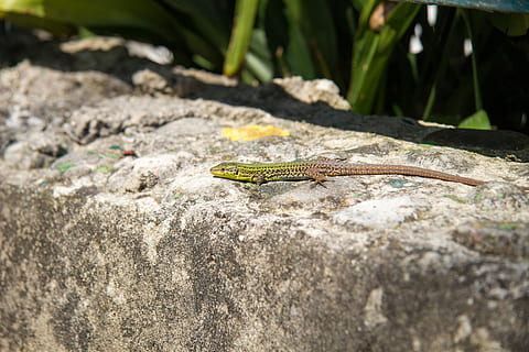 llangardaix, ciment, depredador, listello, rèptil, amagar-se, prendre el sol, vacances, estiu, un animal, animals a la natura, fauna animal, temes d'animals, dia, animal, vertebrats, sòlid, naturalesa, rock - object, rock, cap gent, llum solar, primer pla, a l'aire lliure, centrar-se en primer pla, planta, vista d’angle alt, iguana, verinós, 5K, CC0, domini públic, lliure de regalies