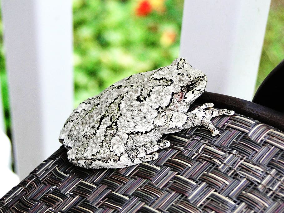 granota, gris, vida salvatge, animal, amfibi, camuflatge, taques, hyla versicolor, assegut, aspre, espècies, new hampshire, primer pla, centrar-se en primer pla, metall, dia, cap gent, textura, patró, a l'aire lliure, material de fusta, naturalesa, enfocament selectiu, planta, arbre, natura morta, tronc de l'arbre, estructura construïda, sòlid, detall, fauna animal, 2K