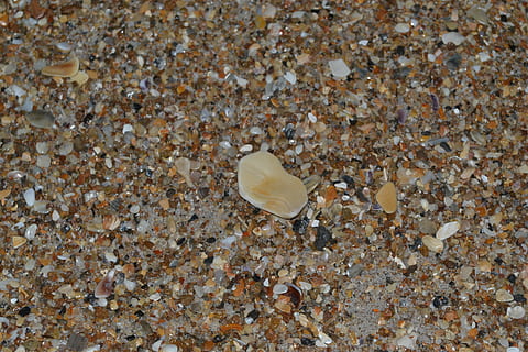 Muscheln, Sand, klein, Strand, Oberfläche, Meer, Natur, Tier, Schale, Tierwelt, Tierthemen, Tiere in freier Wildbahn, Land, Nahansicht, ein Tier, keine Leute, Leben im Meer, Muschel, Marine, Tag, Wasser, High Angle View, Schönheit in der Natur, draußen, Kieselstein, 4K, CC0, gemeinfrei, lizenzfrei