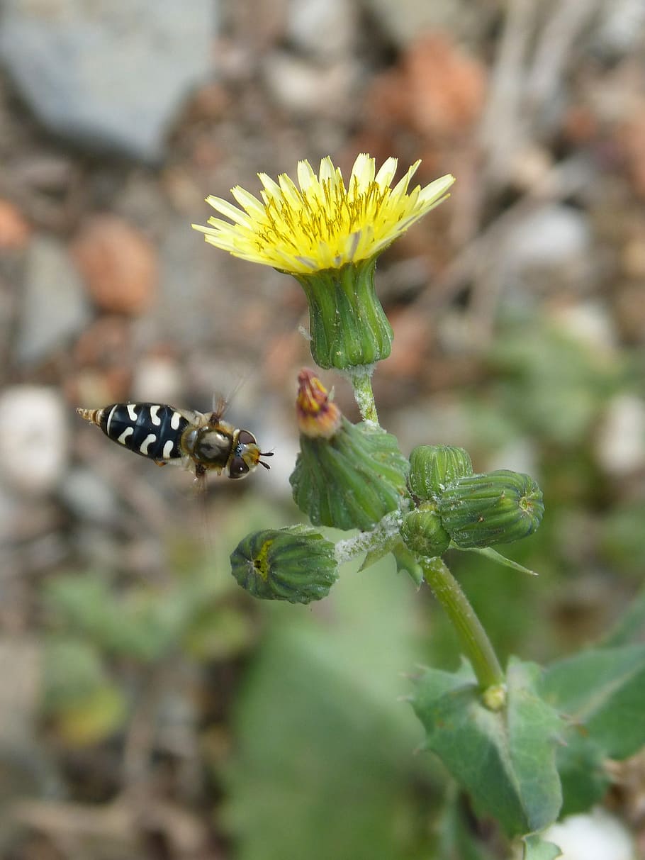 flor, hoverfly, volar, vol, fals, abella, abella falsa, insecte, scaeva pyrastri, color verd, primer pla, dia, centrar-se en primer pla, naturalesa, planta, creixement, bellesa a la natura, frescor, planta amb flors, part de la planta, full, vulnerabilitat, fragilitat, invertebrat, cap gent, animals a la natura, fauna animal, cap de flor, a l'aire lliure, polinització, 2K