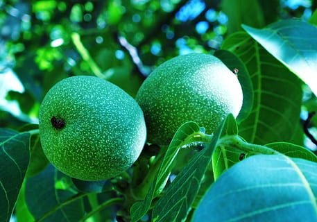 walnut, shell, tree, leaf, food, fruit, food and drink, healthy eating, green color, plant, growth, freshness, close-up, wellbeing, plant part, no people, nature, agriculture, focus on foreground, fruit tree, outdoors, ripe, 2K, CC0, public domain, royalty free