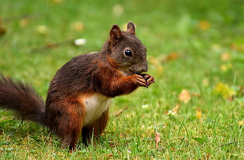 egern på jorden, Foto, hvid, sort og brun, dyr, grøn, græsser, dag, tid, egern, nager, nuttet, natur, gnaver, træ, pels, gnave, klatre, Brun, possierlich, lille dyr, dyreliv fotografering, mad, et dyr, dyr i naturen, dyre temaer, græs, pattedyr, dyreliv, plante, ingen mennesker, hvirveldyr, jord, Mark, tæt på, fokus på forgrunden, grøn farve, udendørs, bakkenbart, 5K, CC0, offentligt domæne, royaltyfrie
