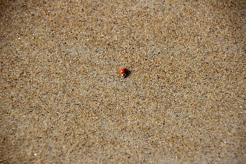 lady bug, pláž, písek, hmyz, Chyba, jednoho zvířete, zvířata ve volné přírodě, zvířat, slunéčko sedmitečné, zvíře, brouk, bezobratlý, vysoký úhel pohledu, přistát, den, nikdo, Příroda, venku, texturou, krab, detail, malý, námořní, 1080P, CC0, veřejná doména, bez autorských práv