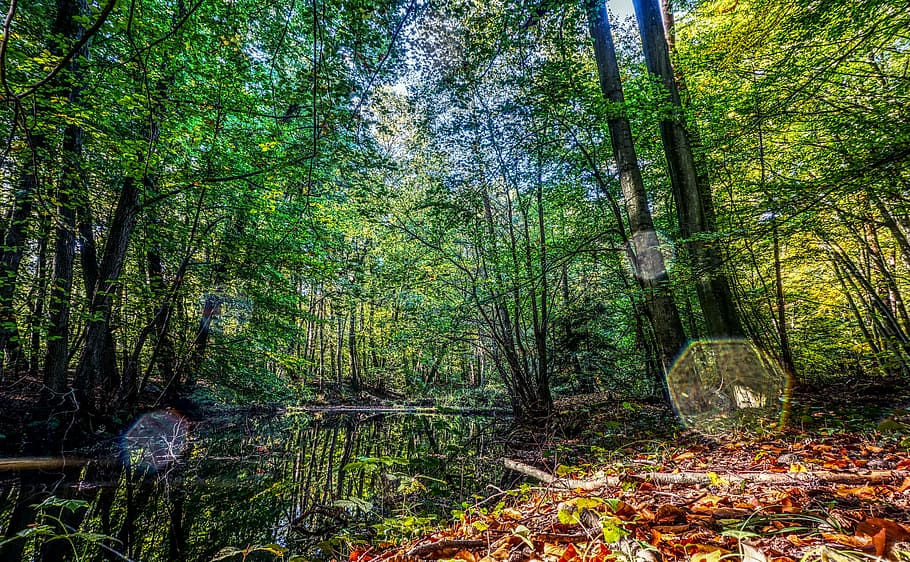 aigua, duplicació, reflexió, humor, contrast, hdr, rang dinàmic alt, fulles, verd, sol, tardor, arbre, bosc, planta, terra, tranquil·litat, creixement, bellesa a la natura, naturalesa, cap gent, tronc de l'arbre, escena tranquil·la, escenics - natura, tronc, dia, color verd, escena no urbana, a l'aire lliure, idíl·lic, remot, bambú - planta, 5K