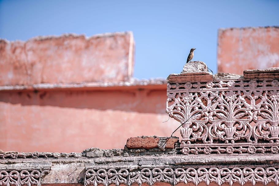 nysgerrig fugl, tæt på, Foto, grå, beton, bygning, dagtimerne, struktur, fugl, indium, indian, asium, rajasthan, Pushkar, dyreliv, vild, by, natur, historisk, bakke, arkitektur, bygget struktur, bygning udvendig, væg, mursten, murbygningsfunktion, murstens væg, ingen mennesker, dag, metal, himmel, skyfri himmel, historie, tagsten, udendørs, blå, gammel, kopiere plads, ødelagt, 5K