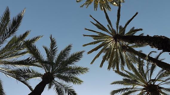 ombres, arbres, llum de fons, arbre, cel, paisatge, naturalesa, fulles, tronc, sol, bosc, branques, parc, sec, posta de sol, pau, brot, Palmera, estiu, clima tropical, planta, vista d’angle baix, creixement, tranquil·litat, bellesa a la natura, cel clar, cap gent, arbre tropical, a l'aire lliure, dia, alta - alta, tronc de l'arbre, full, fulla de palma, palmera de coco, directament a sota, 2K, CC0, domini públic, lliure de regalies