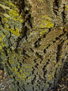 tronc, textura, arbre, escorça, fusta, esquerdes, vegetals, natural, tronc de l'arbre, enfocament selectiu, planta, marc complet, primer pla, fons, cap gent, aspre, escorça de la planta, naturalesa, liquen, dia, creixement, a l'aire lliure, resistent, primer pla extrem, molsa, efecte texturat, 2K, CC0, domini públic, lliure de regalies