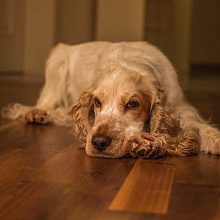 gos, cocker, cocker spaniel, mascota, spaniel, nacional, mascotes, animals domèstics, caní, un animal, mamífer, temes d'animals, animal, sòls, a l'interior, vertebrats, retrat, relaxació, mirant la càmera, fusta, cap gent, terres de fusta dura, estirat, interior de casa, nivell superficial, 2K, CC0, domini públic, lliure de regalies