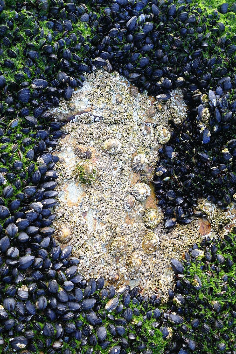 marisc, musclos, limpets, menjar, gourmet, fresc, deliciós, peix, saludable, plat, mar, sopar, cuina, restaurant, mol·lusc, dinar, blau, saborós, mercat, cuinar, frescor, shell, nutrició, captura, cuit, sota l'aigua, naturalesa, escull, rock, sòlid, vista d’angle alt, cap gent, aigua, pedra - objecte, dia, abundància, fauna animal, animals a la natura, creixement, rock - object, còdols, animal, bellesa a la natura, pedra, temes d'animals, marí, a l'aire lliure, submarí, 5K