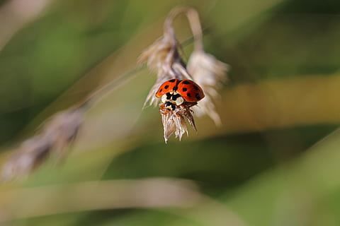marieta, insecte, escarabat, herba, fulla d'herba, macro, naturalesa, amulet de la sort, sort, punts, tancar, invertebrat, temes d'animals, fauna animal, animal, animals a la natura, un animal, primer pla, enfocament selectiu, flor, planta, bellesa a la natura, fragilitat, cap gent, planta amb flors, vulnerabilitat, dia, centrar-se en primer pla, a l'aire lliure, cap de flor, petit, polinització, 5K, CC0, domini públic, lliure de regalies