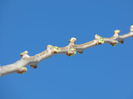 branch, outbreak, spring, sprout, tree, nature, springtime, sky, close-up, plant, blue, animal, clear sky, no people, animal themes, day, copy space, low angle view, one animal, animal wildlife, lizard, outdoors, octopus, reptile, animals in the wild, emotion, iguana, 4K, CC0, public domain, royalty free